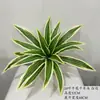 Planta Táctil Real Hoja de Calathea Caparazón de Tortuga Hotel Restaurante Exhibición Paisaje de Palmera Decoración de Pared Verde
