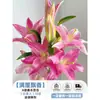 Flores Que Florescem por Muito Tempo e São Fáceis de Cultivar, Lírios, Sino dos Ventos, Flores de Corte Frescas, Plantas Hidropônicas de Cabelo Reto de Yunnan, Rosas, Arranjos de Flores de Interior