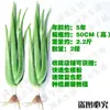 Salón de Belleza Curazao Plántulas de Sábila Suculentas en Maceta Riego de Belleza Hidratación de la Piel Flores Comestibles de Interior y Exterior y Plantas Verdes