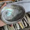 Venda Quente Transfronteiriça Concha de Abalone Recipiente para Queimar Aromaterapia Sálvia Concha de Abalone Branca Decorações Criativas para Casa