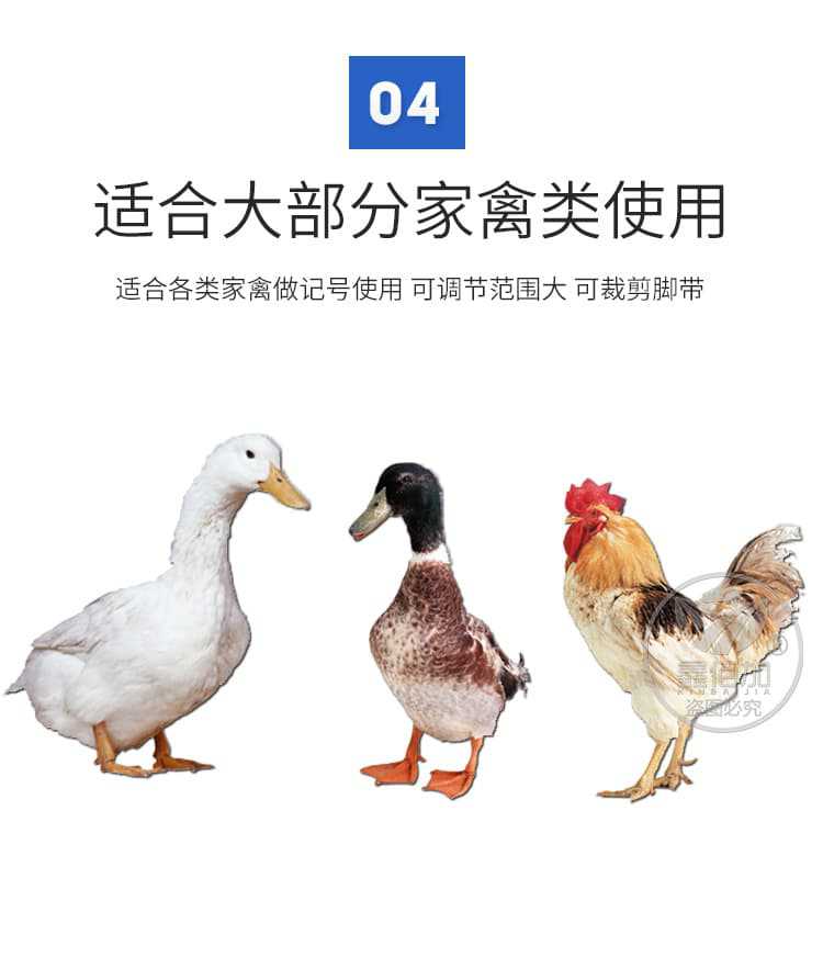 鸡扎带脚环C详情页(6).jpg