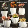 Vaso de Flor Suculenta Cerâmica Conjunto Macaron Respirável Calibre Extra Grande Personalidade Criativa Fofo Liquidação
