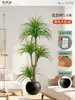 Plantas Verdes Artificiais de Alta Qualidade para Decoração de Sala de Estar, Planta Realista Falsa de Figueira-da-Índia Preta para Decoração de Sala de Transmissão ao Vivo