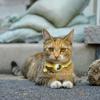 Funda de cuero para Airtag gato con diseño reflectante de huellas tamaño ajustable anillo de nailon para gato collar de seguimiento conveniente y seguro