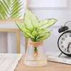 Planta em Vaso Vermelho Geely, Planta Verde Ruyi Rainha Elefante Branco Hidropônica, Planta de Folha Decorativa para Mesa de Escritório, Flor Fácil de Cuidar