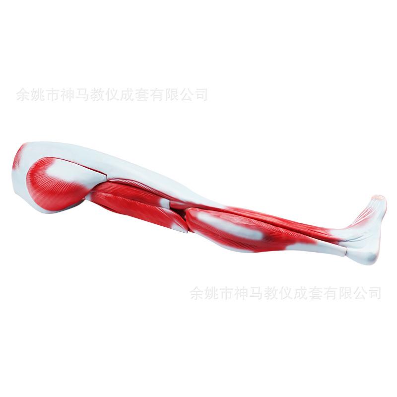人体下肢肌肉解剖模型-5