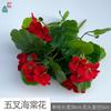 Flor de Begonia de cinco puntas mango pequeño Flor de Manzana arreglo de fondo para exteriores flor flor artificial flor de seda hermosa para ventana de hogar