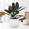 Planta de Caucho Black Diamond en Maceta para Uso en Interiores y Exteriores, Planta Verde para Purificación del Aire, Planta en Maceta para Escritorio de Oficina, Planta Verde de Cuatro Estaciones