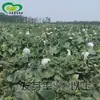Un Montón de Semillas de Melón de Invierno Pequeño de Campana Cultivo de Huerto Agrícola Almacenamiento Fácil Cuerda Vieja de Pekín Ocho Semillas de Verdura de Melón de Invierno
