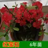 Begônia Japonesa Dupla Árvore em Vaso Muda Bonsai Tronco Velho Planta de Flor de Interior Nishifu Floração Quatro Estações