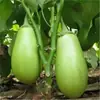 Plántulas de Verduras, Plántulas de Tomate Enano, Tomates Cherry, Tomates Milenio, Plántulas de Berenjena, Plántulas de Pepino, Plántulas de Tomate