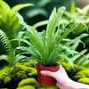 Helecho Nido de Pájaro Planta Verde para Sala de Estar Planta en Maceta de Interior para Entrada del Hogar, Baño, Dormitorio, Estación de Trabajo, Fácil de Cuidar, Aspecto de Alta Gama