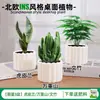 Las plantas en maceta son fáciles de cuidar en las salas de estar interiores.; plantas verdes hidropónicas, bonsáis creativos, plantas de la suerte, plantas pequeñas en maceta y árboles de la fortuna son todas excelentes opciones