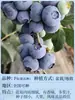 Semillas de Arándano para Plantar en el Norte y Sur, Plantas de Maceta para Balcón, Plantones de Árboles Frutales del Norte, Plantones de Árboles Frutales, Plantas de Arándano en Maceta