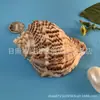 Conchas, Conchas do Mar, Conchas de Hotel, Conchas de Pedra, Decoração para Aquário, Equipamento de Pesca, Espécimes para Educação Infantil, Natural para DIY