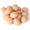 Gallina pone huevo Huevo falso Gallina pone huevo Huevo real Nido huevo falso Equipo para avicultura Juguetes para niños