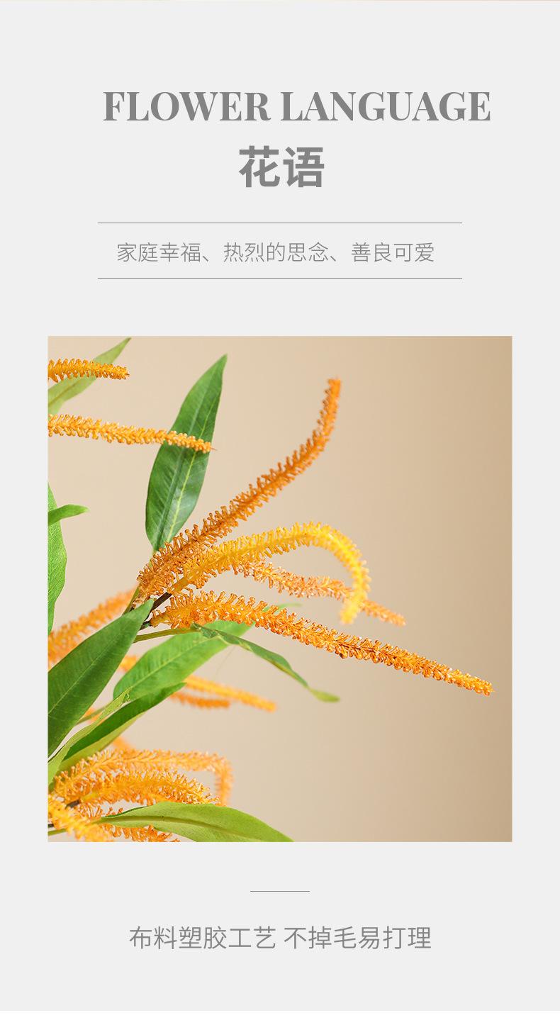 单枝鼠尾草_02.jpg