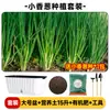 Maceta para plantar verduras en balcón, caja de plantación de verduras de autorriego, para personas perezosas, rectangular, para plantar cebolla, maceta de plástico para flores, interior, anillo de resina, envoltorio