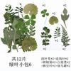 Pacote Combinado de 12 Folhas Verdes Pacote de Material de Folha Espécime de Folha Real Material de Planta com Flor Marcador de Página Folha DIY