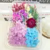 Kit de Materiales de Flores Secas DIY de Flor Preservada, Botella de Aromaterapia con Tapa de Vidrio, Acompañado de un Ramo de Regalo Creativo Hecho a Mano
