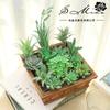 004 Cabeza de Flor de Planta Suculenta Verde Afelpada Suministros Creativos para Bricolaje Accesorios para Colgar en la Pared Decoración de Flores para el Hogar Planta Verde Shangyi