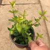 Planta de Madera Seis Ramas Hoja Dorada, Resistente al Calor, Tolerante al Frío, Amante del Sol, Adecuada para Macetas de Jardín, Se Puede Plantar en el Suelo para Paz y Protección, Flores de Estilo Budista, Plantas de Maceta para Balcón