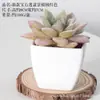 Bonsái de Plástico Artificial Carnoso Decoración de Flores Artificiales Bonsái Interior Hogar Oficina Planta Verde Pequeños Adornos Plantas Artificiales