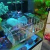 Soporte de coral Gancho Caja de aislamiento para coral Caja de aislamiento acrílica Caja de cría de coral Caja para plantas acuáticas Otro
