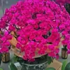 Las plántulas de Phalaenopsis son fáciles de cultivar en todas las estaciones. Plantas Verdes y Flores en Maceta para Balcón de Oficina en Interiores Fáciles de Cultivar