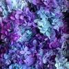 Hortensia de madera con degradado de color, flor eterna, rosa eterna, caja de regalo, material floral, flor seca, flor de preservación, material floral eterno