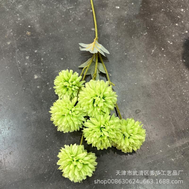 6头球菊浅绿
