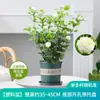 Planta de Semillero de Jazmín Cabeza de Tigre en Maceta Sala de Estar Doble Pétalo Espécimen Antiguo Fragancia Fuerte Gardenia Jiulixiang Planta Fácil de Cultivar en Cuatro Estaciones Planta Verde