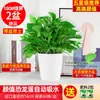 Plantas em vasos para sala de estar fáceis de cultivar removem formaldeído absorvem trepadeiras longas vaso grande flores de interior plantas plantas verdes trepadeiras verdes folhas grandes atacado
