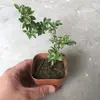 Plantas de Piedra Absorbente Plantas Verdes Piedra de Agua Acuaterrario Tanque de Selva Rocalla Paisajismo Musgo Helecho Micro-paisaje Plantas de Bonsái