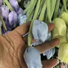 Tulipa