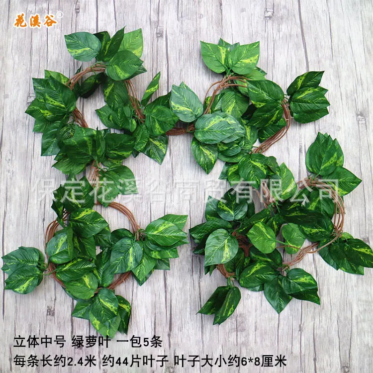 立体中号绿萝.jpg