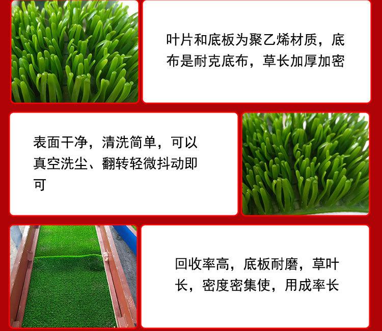 粘金草 (3)