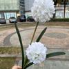 Nueva fábrica de flores artificiales de bola de cebolla verde blanca 2 bolas de cebolla francesa morada crisantemo boda flor falsa suave venta al por mayor