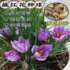 Las semillas de azafrán, los bulbos de azafrán, se pueden usar para hacer té, para fines ornamentales y como bulbos de azafrán medicinales.