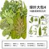 Espécimes de Plantas com Folhas Reais de Outono, Adesivos Artesanais, Flores Secas, Flores Prensadas, Pinturas Decorativas de Folhas DIY, Marcadores de Página de Plantas