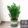 Árvore da Fortuna Planta em Vaso Grande Árvore da Fortuna Planta Verde Pequena Árvore da Fortuna Sala de Estar Escritório Flores de Interior Bonsai Cordão da Fortuna