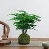 Aspargo Plantas de Vaso Internas Mesa de Escritório Plantas Verdes Flor Bonsai Perene Quatro Estações Ornamentos Estilo Zen Chinês