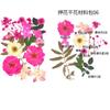 Bolsa de Flores Secas para Manualidades con Flores en Relieve, Marcapáginas de Flores en Relieve, Bolsa de Flores en Relieve, Material para Pintura en Relieve, Pegamento para Flores Reales, Hojas Secas