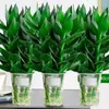 Ricas Plantas Hidropónicas de Bambú para Sala de Estar, Flores y Plantas Verdes que Atraen la Fortuna, Plantas de Interior en Maceta, Bambú de Guanyin con Raíces, Bambú que Atrae la Fortuna, Bambú que Atrae la Fortuna