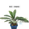 Ficus Chile Hierba Acuática Viva Hierba Acuática Real Marrón Smurf Brownie Mini Fantasma Deli Rojo Paquete