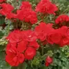 Plántulas de Geranio de Flor Doble en Maceta, Flores Grandes, Flores y Plantas Verdes Fáciles de Cuidar, Florece Todo el Año, Plántulas de Hortensia para Balcones Interiores