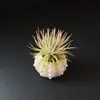 Suministro directo de fábrica adornos decorativos de piña de aire concha marina erizo de mar concha variedad pequeña 3-5 cm combinación de concha de erizo de mar