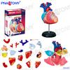 Modelo de anatomía humana 4D MASTER cerebro corazón globo ocular oído hueso pélvico articulación de la rodilla modelo muscular