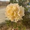 Hidrangea grande de una sola cabeza Comercio exterior Hidrangea grande de estilo coreano Hidrangea de simulación Hotel Boda Decoración suave Flores artificiales
