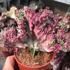 Plantas Verdes Imortais em Vasos Jade Colorido Unicórnio Selo de Unicórnio Suculenta Quilha Brasileira Wanzhongshan Interior Escritório